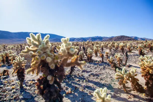 Teddy bear cholla cactus forest in the desert landscape of Joshua Tree National Park