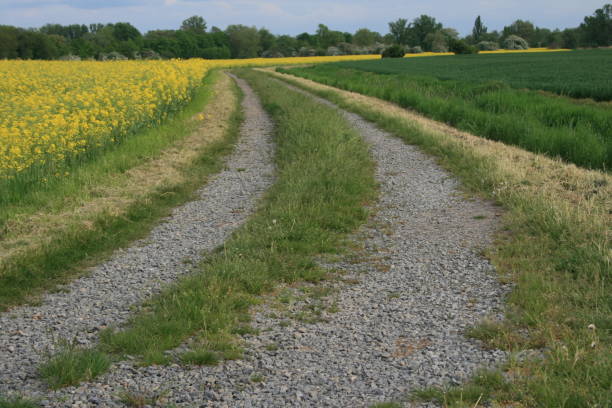 istock Country road next to rapeseed 1492094604
