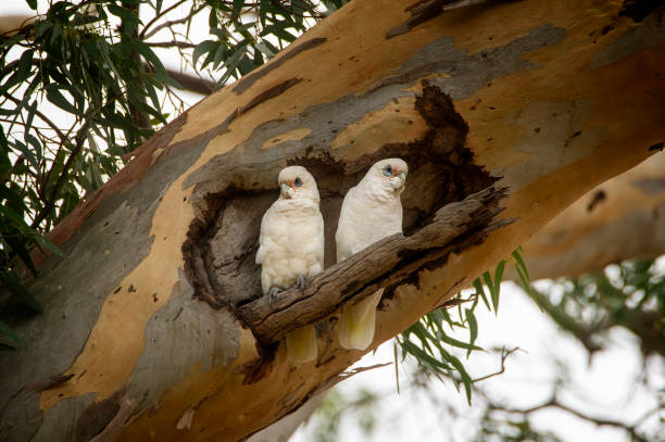 Corella (Cacatua Licmetis Sanguinea) Little Corella’s grooming each other high in a eucalyptus tree preening stock pictures, royalty-free photos & images