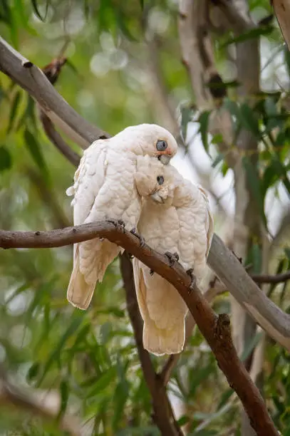 Little Corella’s grooming each other high in a eucalyptus tree