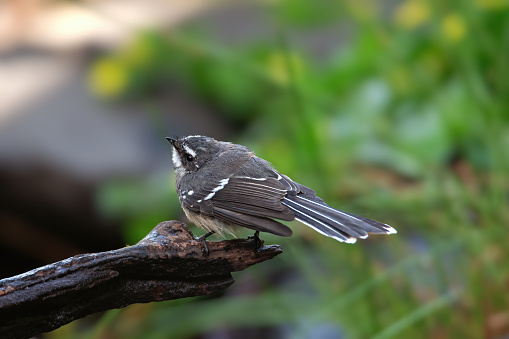 Grey Fantail perched on a small branch