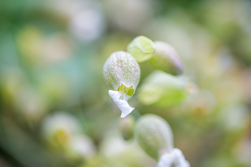 Bladder campion (silene vulgaris)