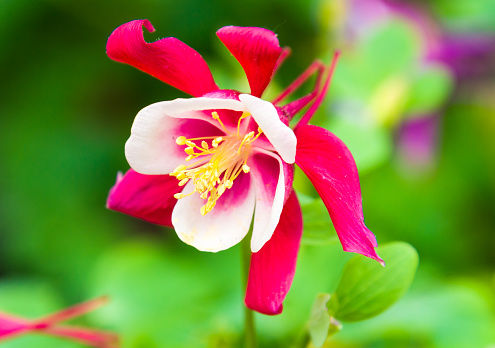 Close up of a red columbine flower in a Cape Cod garden.