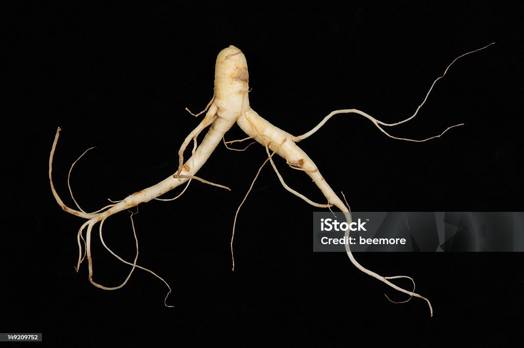 Ginseng fresca, uomo Root - Foto stock royalty-free di Ginseng