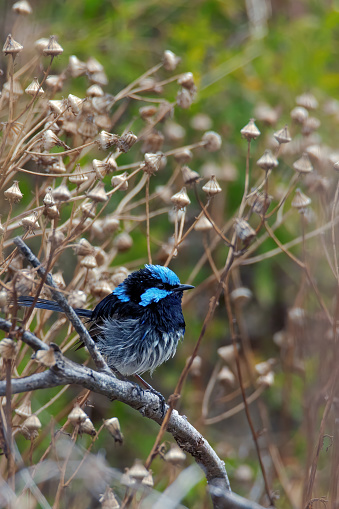 Male Superb Fairy Wren drying off on a branch