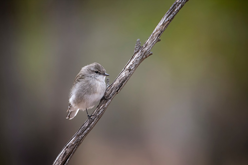 Tiny Jacky Winter bird perched in a tree