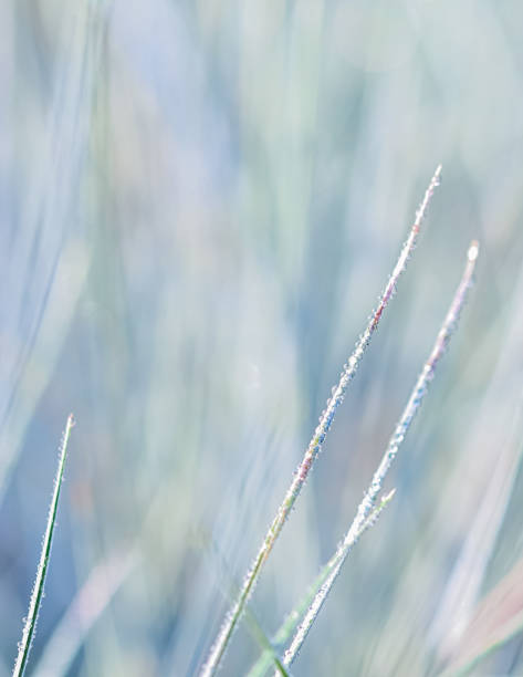 istock Abstract blurred natural background. Blue green grass with dew drops close up 1492098219