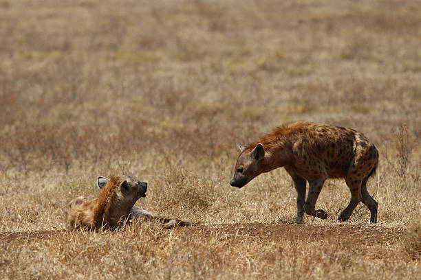 istock Two hyenas walking in savanna 149209838