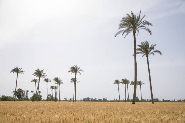 Beautiful view of a wheat field in Egypt