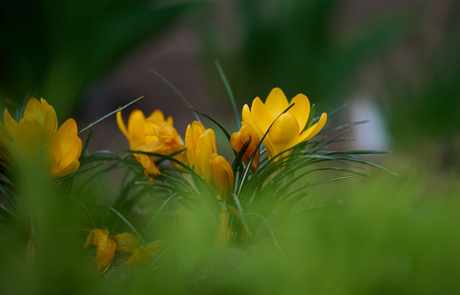 Blooming yellow crocuses with green leaves in the garden, spring flowers
