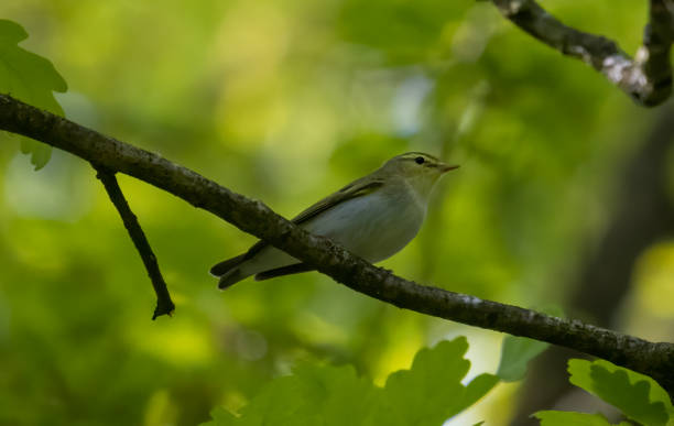 Wood warbler Wood warbler taken at wyre forest wood warbler phylloscopus sibilatrix stock pictures, royalty-free photos & images