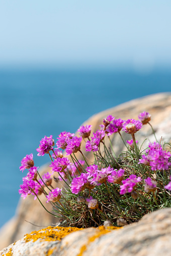 Sea thrift in bloom at the Swedish west coast.