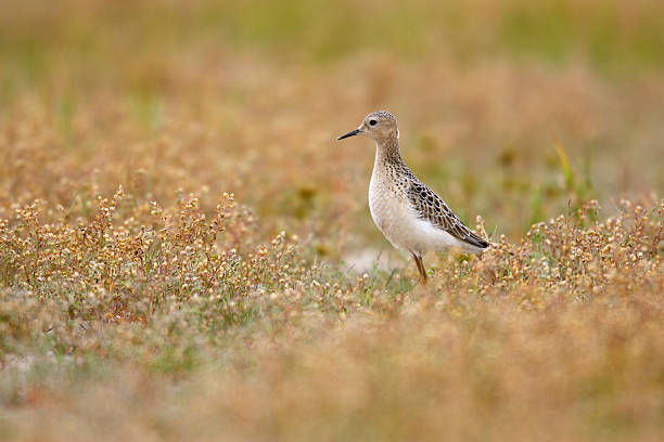 Buff-breasted Sandpiper (Tryngites subruficollis) Buff-breasted Sandpiper (Tryngites subruficollis) in field near Jones beach, New York scolopacidae stock pictures, royalty-free photos & images