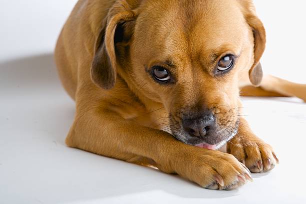 Very sad eyed dog waiting for his masters return Puggle licking his paw. licking stock pictures, royalty-free photos & images