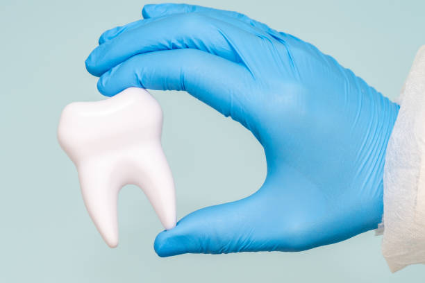 istock Doctors hand holding a model of tooth. Dentist 1492103773