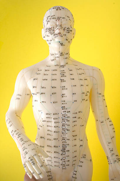 agopuntura dummy - acupuncture shiatsu reflexology meridians foto e immagini stock