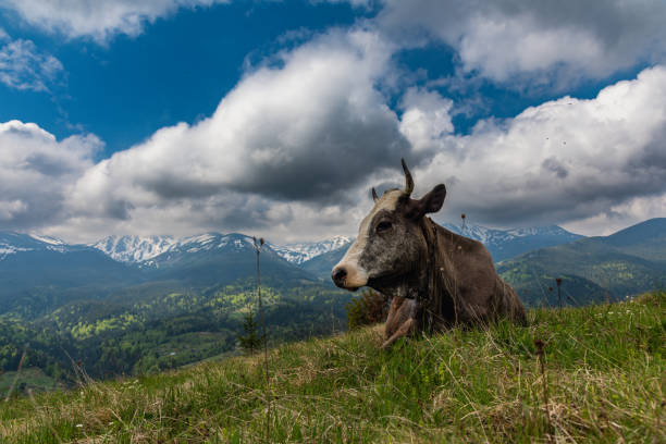 istock A trip through the spring mountains with a view of snow-capped peaks 1492105590