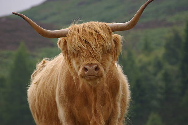 istock Schotse hooglander/ Scottische Highlander 149210568