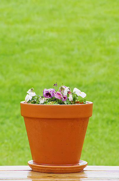 Half an old barrel serves as a planter for petunia flowers surrounded by  blue and white pansies in a Cape Cod garden.