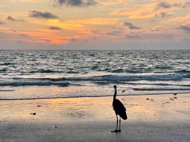 istock Great blue Heron stands alone watching the sun go down on beach.  Silhouette 1492107261