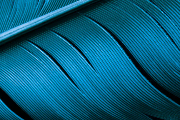 istock carrier pigeon feather. macro photo 1492108264
