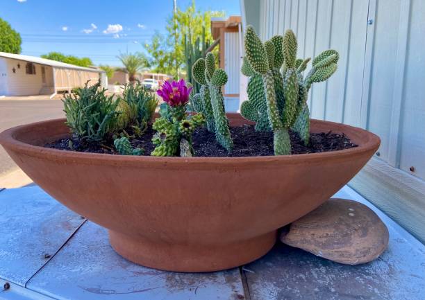 istock Arizona Cactus Decoration 1492108436