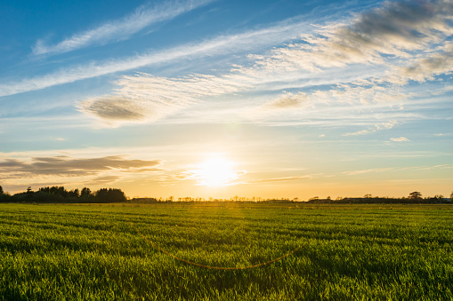 Field of dry yellow grass in warm sunlight at sunset in autumn