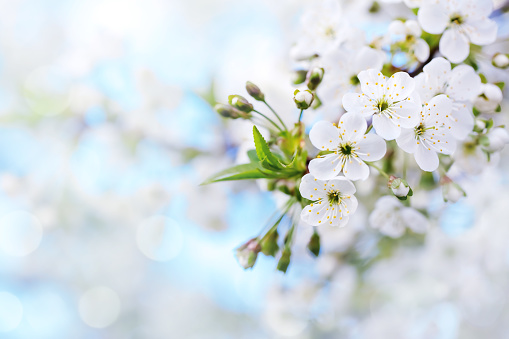 Cherry blossom close-up on a defocused garden background. Beautiful bokeh, space for copy.