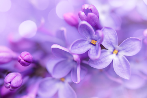 A Macro or close up picture of a purple geranium flower in bloom. Botanical names are Geranium Ibericum, Iberian Cranesbill, Caucasian Cranesbill, Spanish Cranesbill, Iberian Geranium.