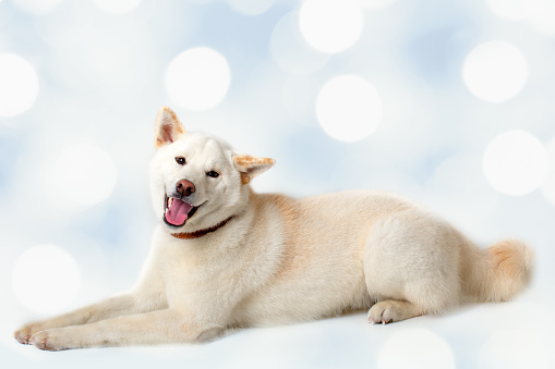 A white Shiba Inu dog on a bokeh lights background. Space for copy.