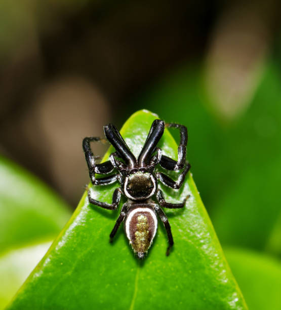 Jumping Spider (Messua limbata) on Indian hawthorn leaves, dorsal view. Jumping Spider (Messua limbata) on Indian hawthorn leaves, dorsal view. This arachnid species is found in the southern USA and Mexico. indian hawthorn stock pictures, royalty-free photos & images