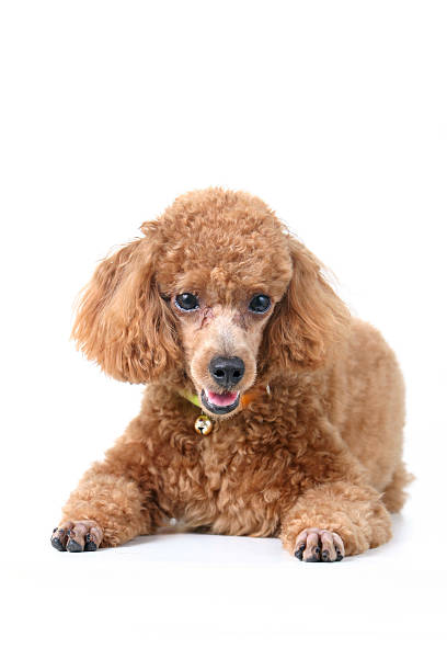 Poodle stock photo