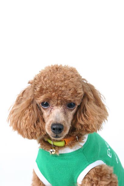 Poodle stock photo