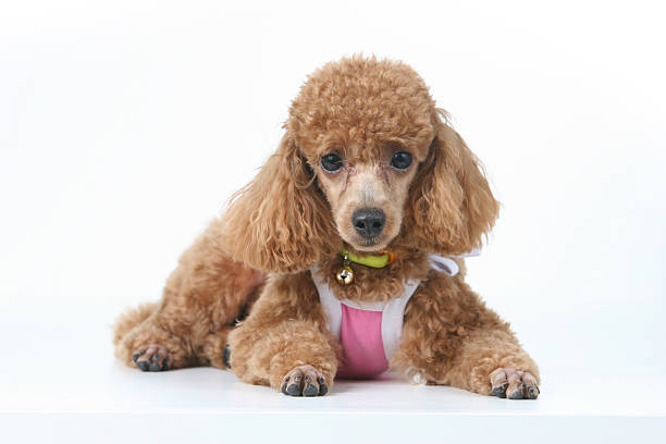 Poodle stock photo