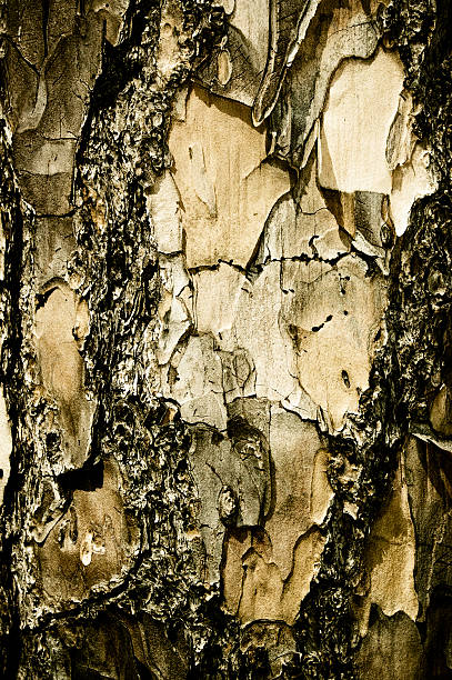 Pine Tree Bark stock photo