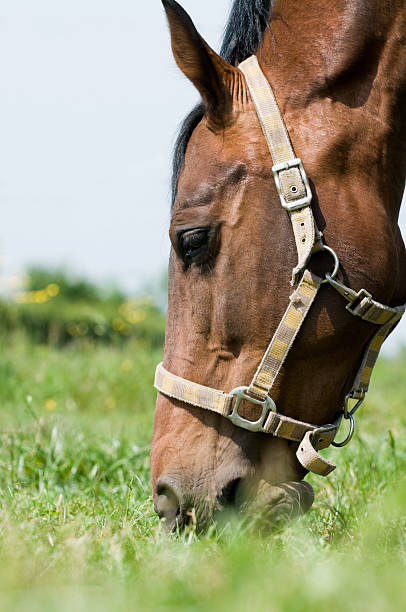 istock Horse closeup eating 149211125