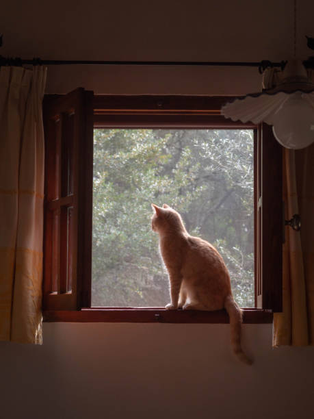 Vertical shot of a red domestic cat at the open window in a traditional Sardinian kitchen Curiosity Meets Tradition: In a charming Sardinian kitchen, a vertical shot captures a captivating moment. A domestic cat, its fiery red fur illuminated by the sunlight streaming through the open window, gazes out with wide-eyed wonder. This feline observer becomes a silent witness to the timeless traditions that unfold within, bridging the worlds of nature and human culture in a harmonious embrace. pics for cat staring at wall stock pictures, royalty-free photos & images
