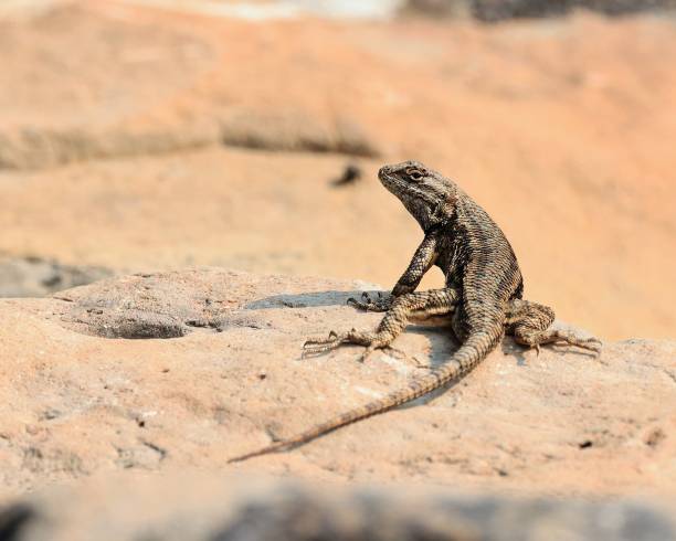 Sunbathing Lizard stock photo