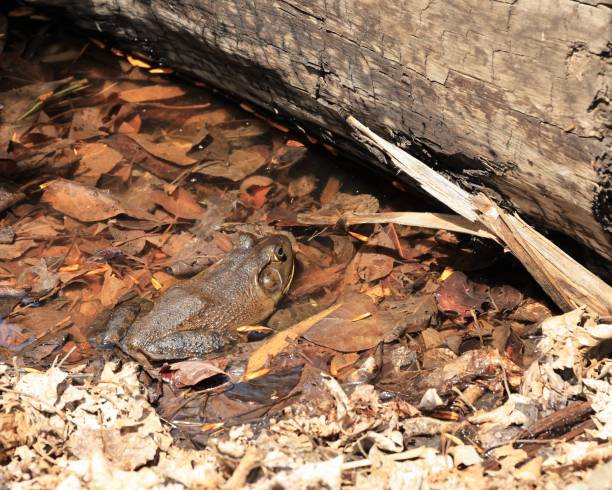 American Bullfrog near a Log stock photo