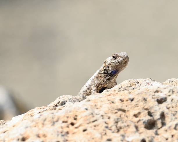 Sagebrush Lizard Peeking Over Rock stock photo
