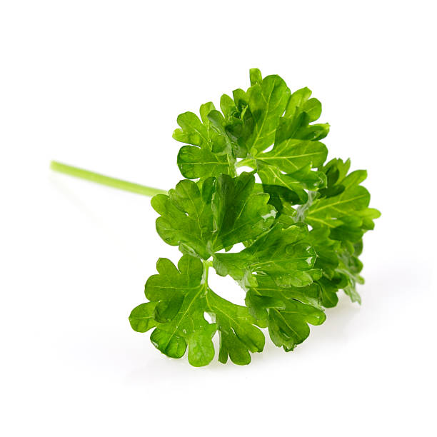 Parsley Macro stock photo