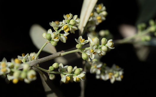 An olive branch with delicate white flowers and green leaves, against a dark background