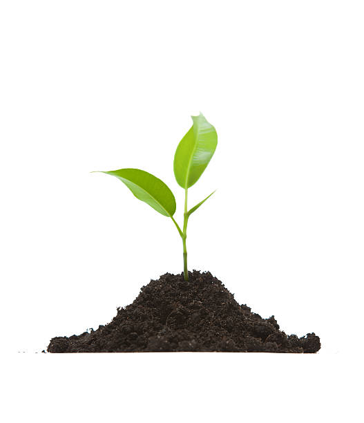 istock A young plant sprouting from a small heap of dirt 149212072