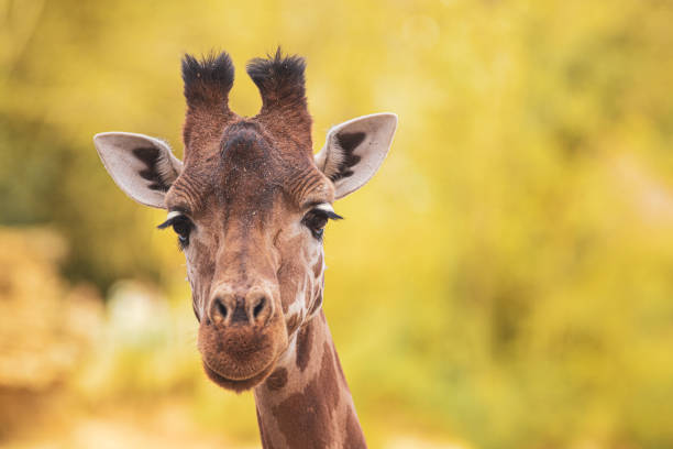 istock Portrait of giraffe over yellow blurry background 1492121894