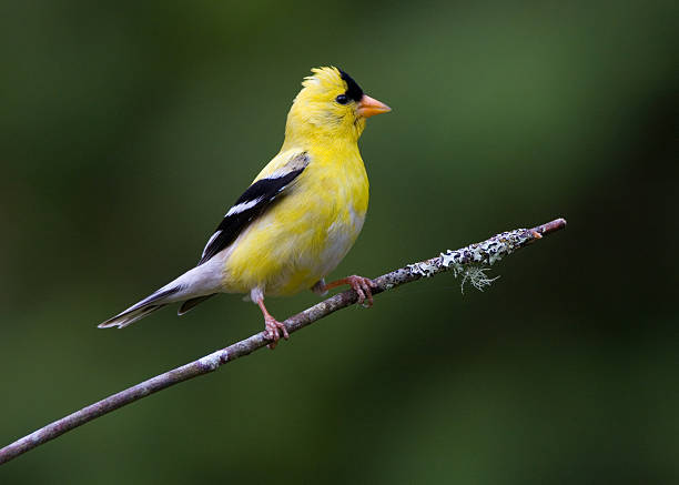 American Goldfinch stock photo