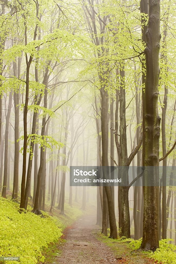 Misty forest path Mountain path leading through a foggy spring beech forest on a rainy day. Adventure Stock Photo