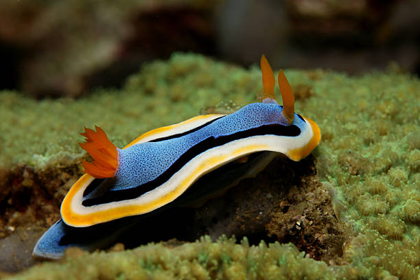 nudibranche - nudibranch photos et images de collection