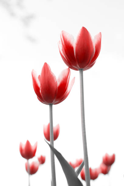 istock Spring tulips in the park 1492125819
