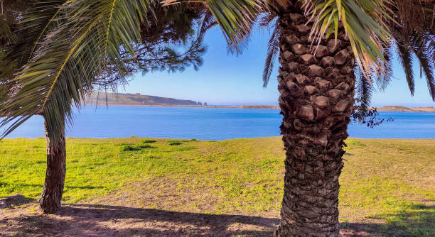 istock Palm trees on the beach on a hot day theme landscape 1492125853