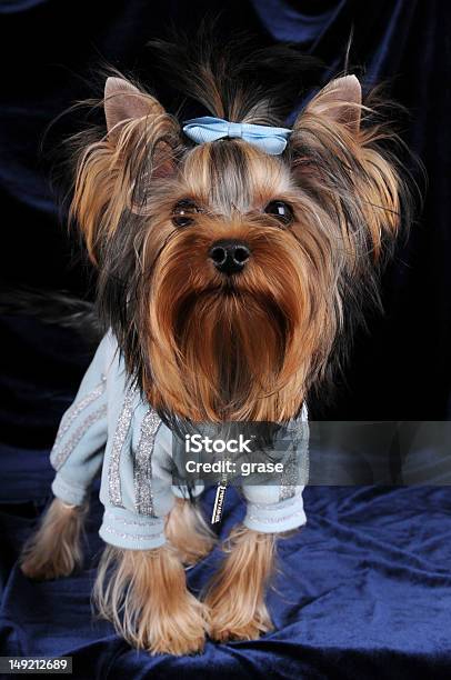 Yorkshire Terrier Primo Piano - Fotografie stock e altre immagini di Animale da compagnia - Animale da compagnia, Animali viziati, Blu